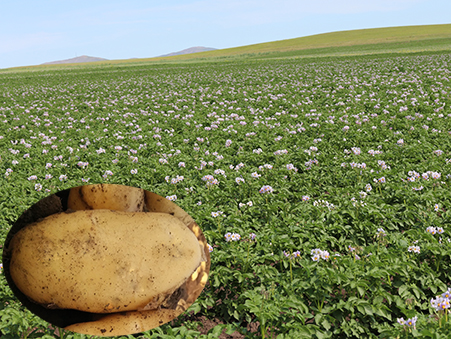 费乌瑞它（803）