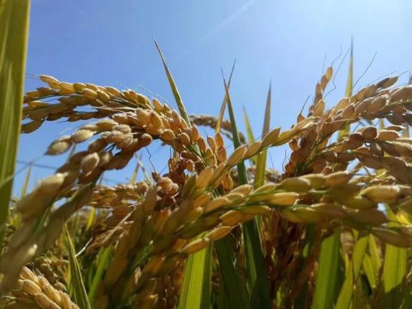 1564888205.jpg 微信圖片_20190804110829.jpg