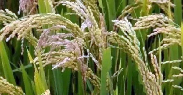 1568343114.jpg 微信圖片_20190913105115.jpg