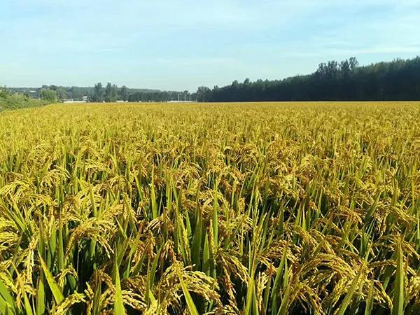 1600065692.jpg 微信圖片_20200914144041.jpg